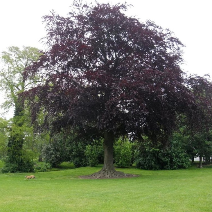 درخت‌های خاک قلیایی